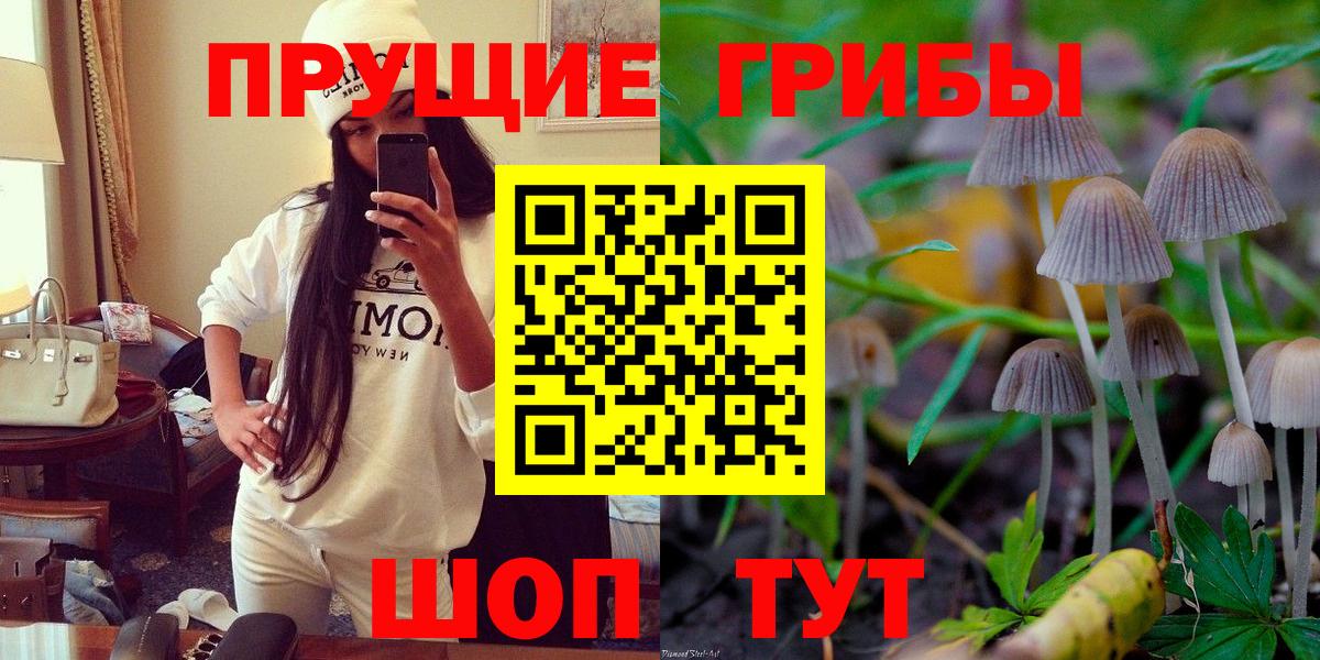 Псилоцибиновые грибы Psilocybe  Карпинск  Галлюциногенные грибы Psilocybe 